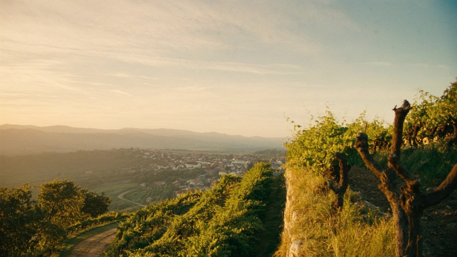 Terraced vineyard above Svätý Jur at golden hour