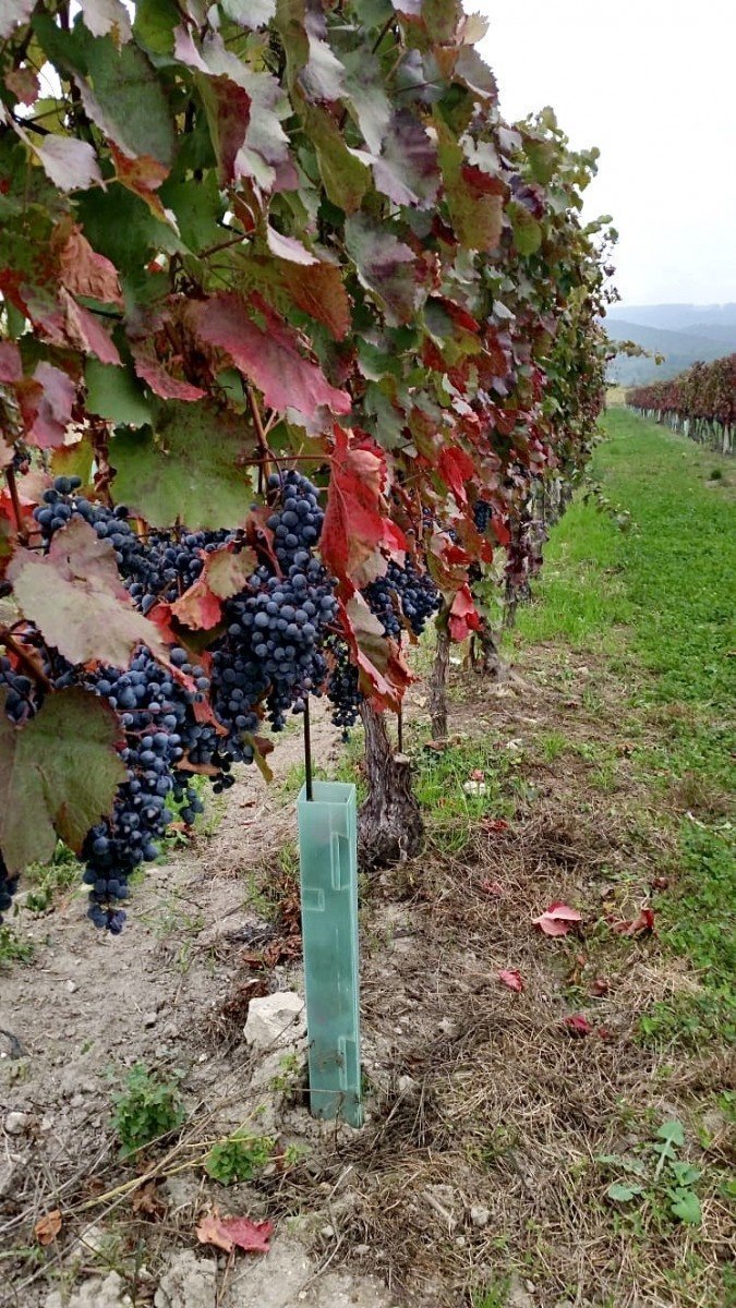 Dark grape clusters with vivid red autumn foliage on the vine at the estate