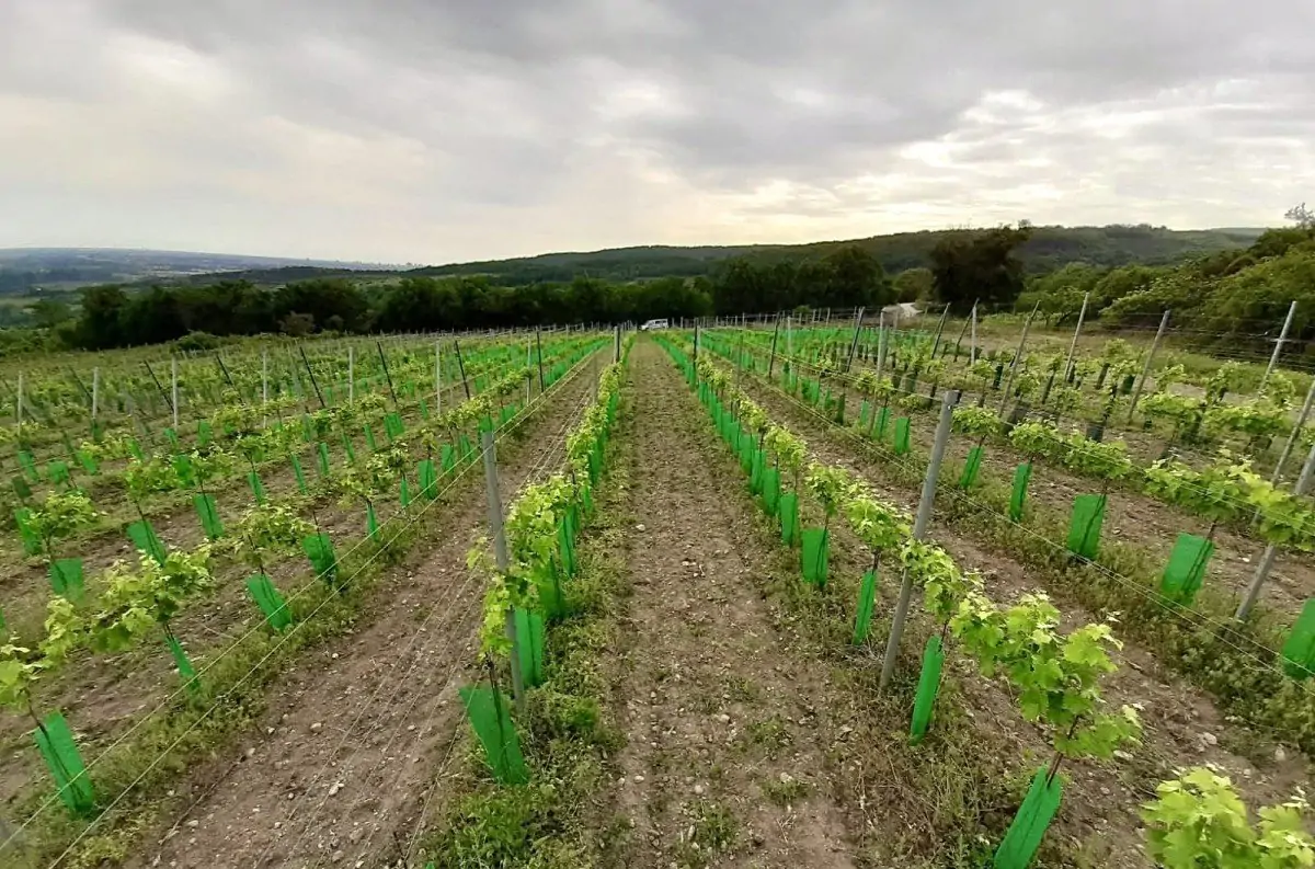 Rows of vines on the hillside at the estate near Svätý Jur